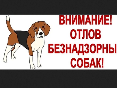 28 июля 2026 года будет проведен отлов животных без владельцев